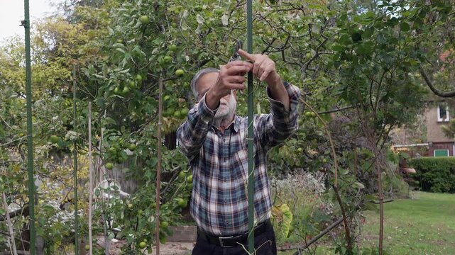 Senior man, Indian origin, removing French beanstalk wrapped around metal pole in garden, seasonal maintenance.
