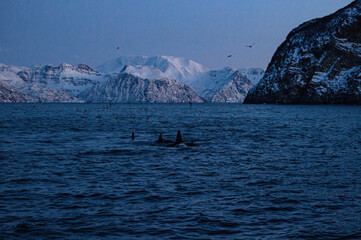 Arctic Orcas Hunting Herring in Crystal-Clear Icy Waters Near Tromsø, Norway