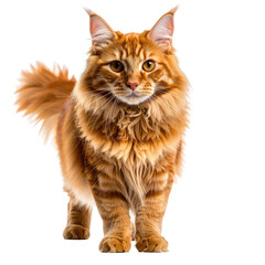 Majestic orange Maine Coon cat with fluffy fur, gazing forward