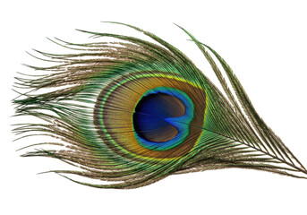Isolated colorful peacock feather showing the eye spot pattern of bright iridescent plumage