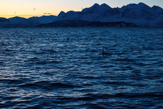 Arctic Orcas Hunting Herring in Crystal-Clear Icy Waters Near Tromsø, Norway