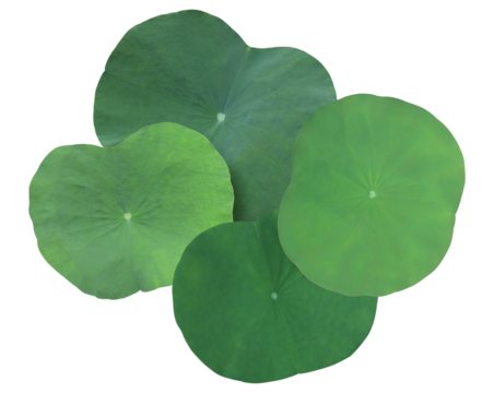 studio photograph featuring a cluster of four large, circular green lotus leaves (nelumbo nucifera) overlapping and isolated on a solid transparent background. - Powered by Adobe
