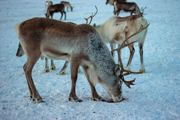 Arctic Reindeer Resting in Snow Amid Wooden Sami Huts, Tromsø, Northern Norway