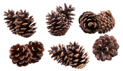 six detailed pine cones in various shapes and sizes, isolated against a solid transparent background, perfect for holiday and nature-themed designs photograph.