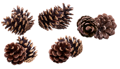 group of five realistic brown pine cones, featuring natural textures and detailed scales, professionally isolated on a transparent background photograph.