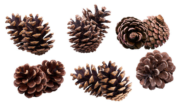 six detailed pine cones in various shapes and sizes, isolated against a solid transparent background, perfect for holiday and nature-themed designs photograph.