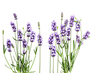 Naklejka premium dense cluster of fresh purple lavender flowers in bloom, showing vibrant green stems and rich floral detail, isolated on black photograph.