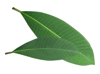 two fresh, large, green frangipani leaves with visible vein structure, overlaid and isolated on a solid transparent background photograph.
