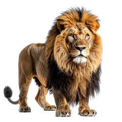 Majestic lion stands tall, mane flowing. King of the jungle. Powerful gaze