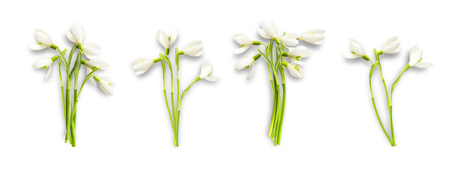 delicate white snowdrop flowers, galanthus, arranged in small bouquets, photographed clearly and...