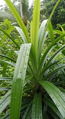 Obraz premium Lush Pandan Plant with Dew Drops in Tropical Garden.