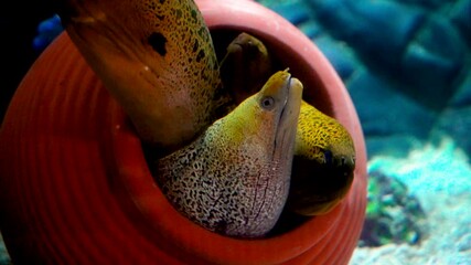 Moray Eel in Coral Reef Hideout - Tropical Marine Life Underwater Photography