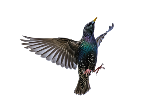 Isolated colorful European Starling bird with open wings in flight poses for stock photo