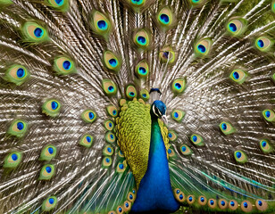 Fototapeta premium brilliantly colorful peacock displaying its iridescent plumage in full glory. Concept of natural splendor.