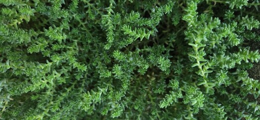 A lush cluster of needle-like green foliage, tightly woven in spirals, evokes calm and quiet resilience. Possibly a sedum or succulent, this botanical texture invites close observation.