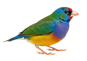 Isolated Gouldian Finch with Vivid Plumage and Perky Expression in a Studio Setting