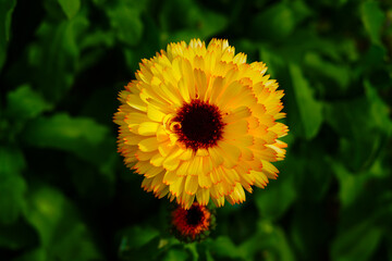 Calendula Flowers 