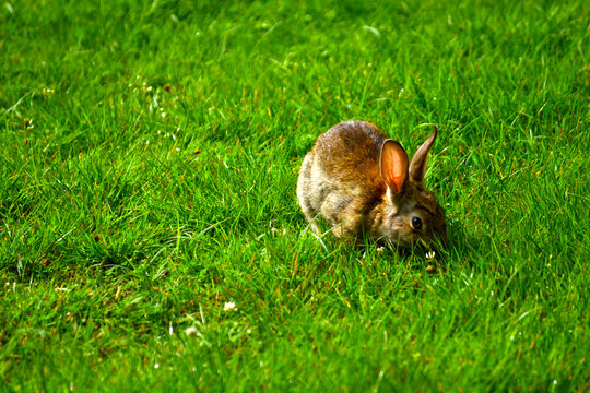 rabbit in the grass in the garden, 