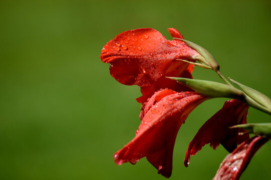 red gladiola with water drops after a summer rain on a green background, red gladiolus with fresh water drops