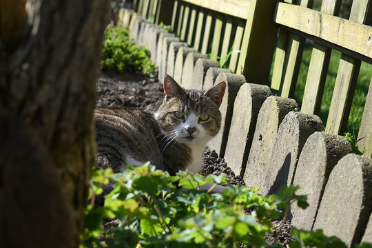 Tabby cat in the garden, sunlight of spring green and brown colors, guardian of my guardian

