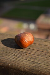 
chestnut in the sun