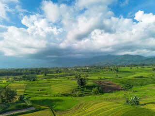 Fototapeta premium Beautiful morning view indonesia Panorama Landscape paddy fields with beauty color and sky natural light