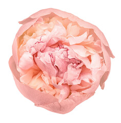 Peony flower  on  a  white isolated background with clipping path. Closeup. For design. Nature..