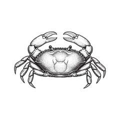 Marine Crab Crustacean with Claws engraving vector illustration