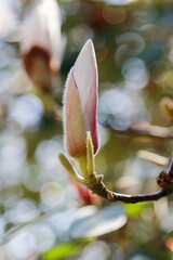 pink magnolia flowers