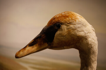 close up of a goose