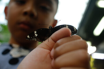 boy holding butterfly