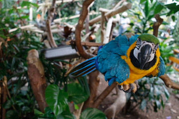 blue and yellow macaw