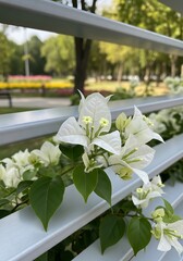 White Bougainvillea Blooms on a White Fence in a Park.
