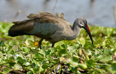 Ibis hagedash, hagedashia hagedash, Bostrychia hagedash, Afrique