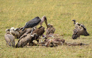 Marabout d'Afrique, Leptoptilos crumenifer, Marabou, Vautour de Rüppell, Gyps rueppelli , Rüppell's Vulture, Vautour africain, Gyps africanus, White backed Vulture, Afrique du Sud