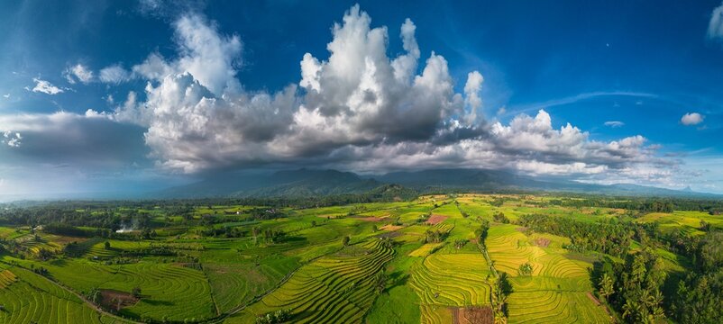 Beautiful morning view indonesia Panorama Landscape paddy fields with beauty color and sky natural light