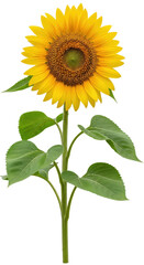 Bright yellow sunflower with green stem and leaves in full bloom. Isolated on transparent background, png