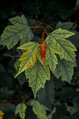 Bright green and red maple leaves against a background of dark greenery. Contrast of autumn shades of nature, macro photography of leaves in natural light.