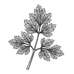 Single Parsley or Celery Leaf with Stem and Veins