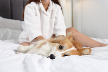 Pet friendly hotel. Woman with her cute Welsh Corgi dog on bed indoors, closeup