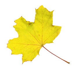One maple leaf isolated on white. Autumn season