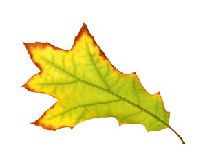 One beautiful autumn leaf isolated on white