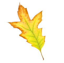 One beautiful autumn leaf isolated on white