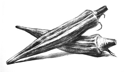 Okra hand drawing engraving illustration isolated on white background	
