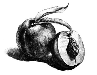 peach hand drawing engraving illustration isolated on white background	
