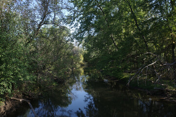 river in the forest
