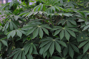 Obraz premium cassava leaves on the plantation in the morning, natural light