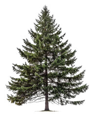 Obraz premium dark pine tree isolated on white or transparent png