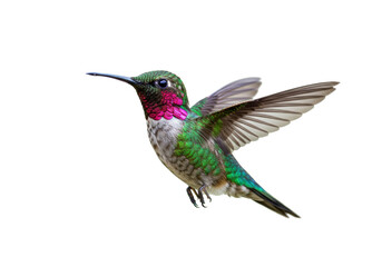 Fototapeta premium Anna s hummingbird flying PNG isolated on transparent background, colorful bird with iridescent feathers in flight, wildlife photography