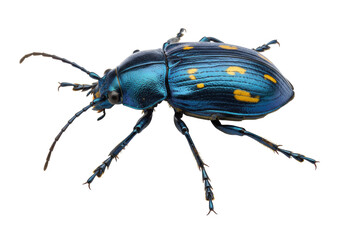 Blue beetle with yellow spots isolated on transparent background, colorful insect with iridescent shell for entomology and nature studies